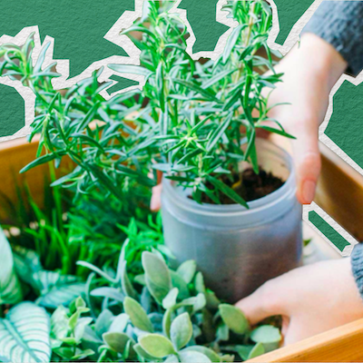 An image of someone placing pots of herb plants in a tray